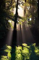 Les Rayons du Soleil Divins II