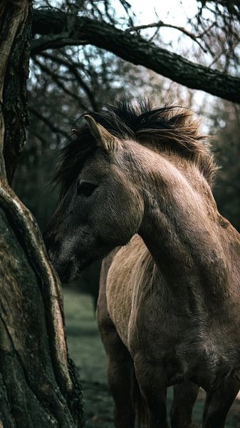 Wildpferd von AciPhotography