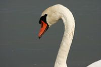 Swan
