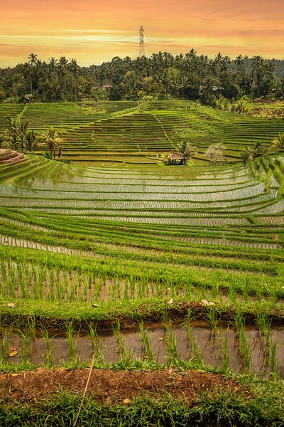 Rizières en terrasses fraîches et vertes à Bali, Indonésie par Fotos by Jan Wehnert