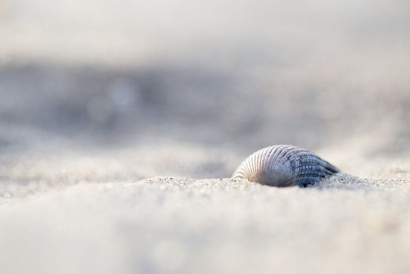 Coquillage sur la plage par Judith Borremans Natuurfotografie