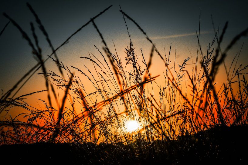 Sonnenaufgang in der Heidelandschaft von Monique Folkerts