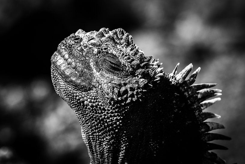 Genieten van de zon by Niels van Fessem