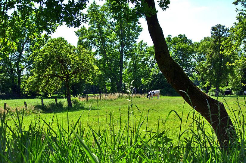 Pâturages de vaches par Edgar Schermaul