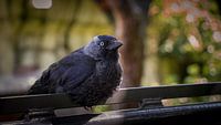 Jackdaw