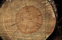 doorgezaagd verleden.