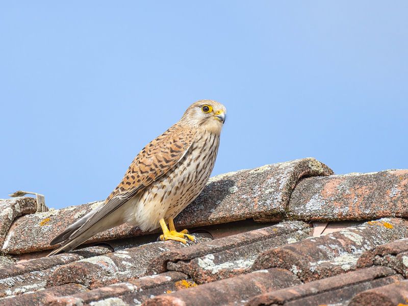 Turmfalke auf einem Dach von Teresa Bauer