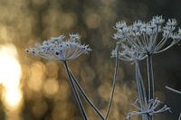 Gefrorene Blumen bei Sonnenaufgang