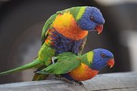 Close-up koppeltje rainbow lorikeets