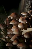 Paddestoelen schaduw