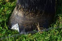 Close up, horse hoof