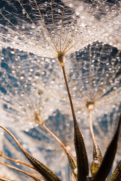 Through the fluff ball by Marjolijn van den Berg
