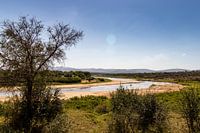 Savannah mit einer Überraschung