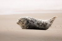 Einsame Kegelrobbe am Strand