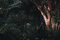 The light shines on the tree