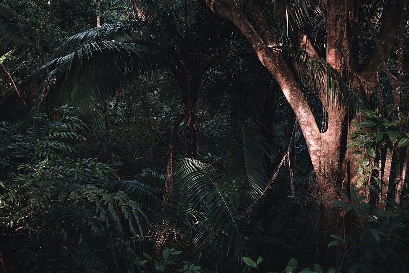 Das Licht leuchtet auf den Baum von Felix Van Leusden