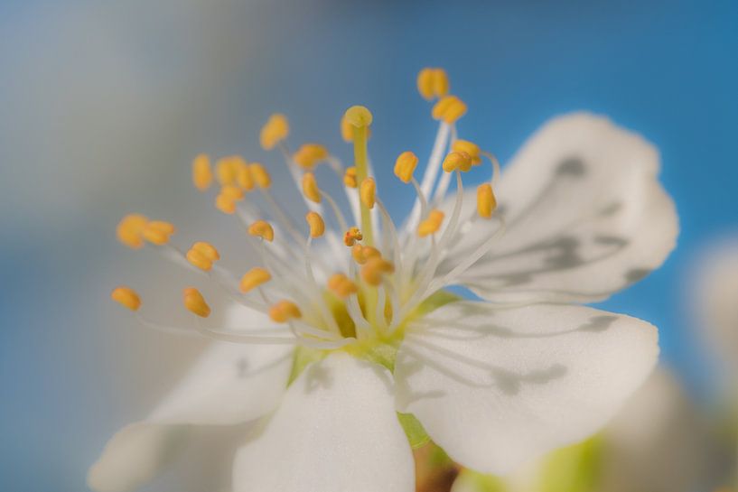 Fleur de poirier par Moetwil en van Dijk - Fotografie