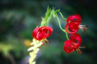 Lilium chalcedonicum