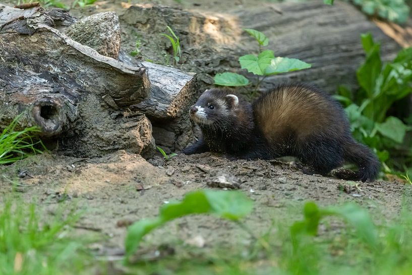 European polecat looking for food by Karla Leeftink