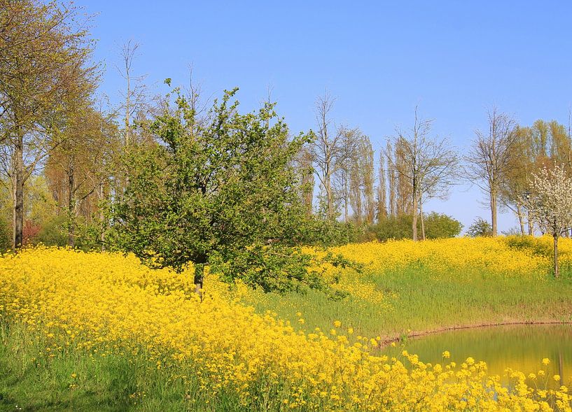 Koolzaad langs het water. van Jose Lok