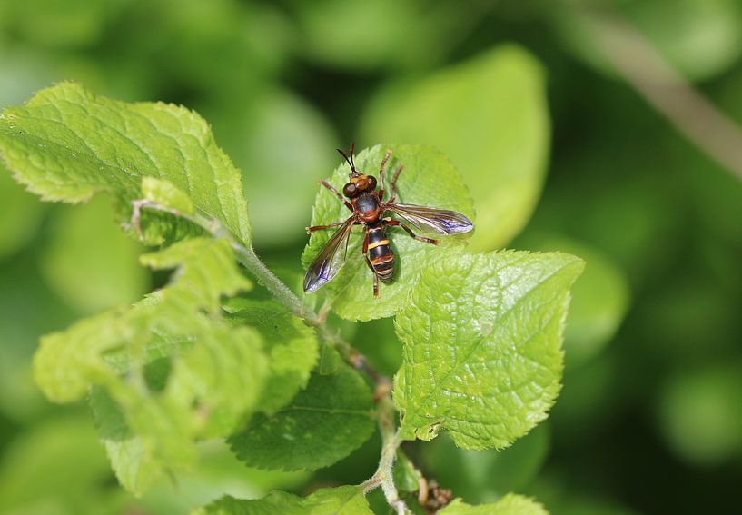 Große Wespendickkopffliege von Matthias Brix
