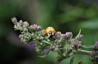 Ladybird on butterfly bush
