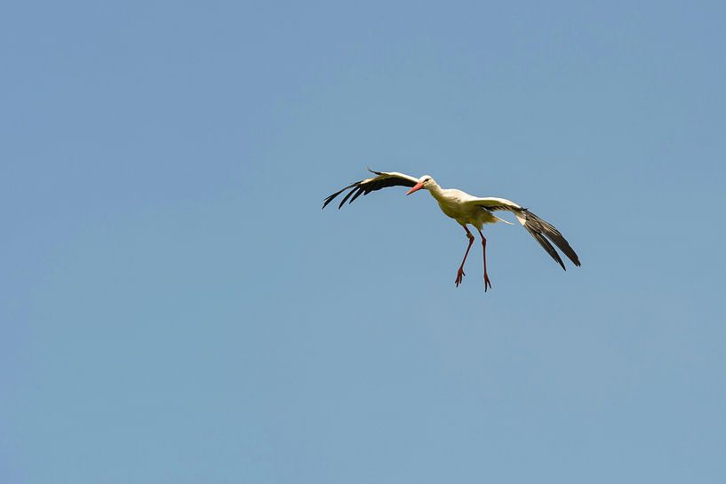 Stork von Barbara Brolsma
