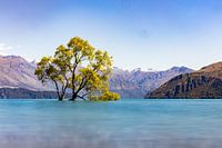 That Wanaka Tree