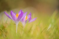 Krokus im Gras