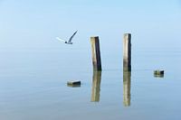 Wooden poles and a flying seagull
