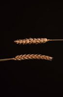 Die horizontalen Weizenblüten