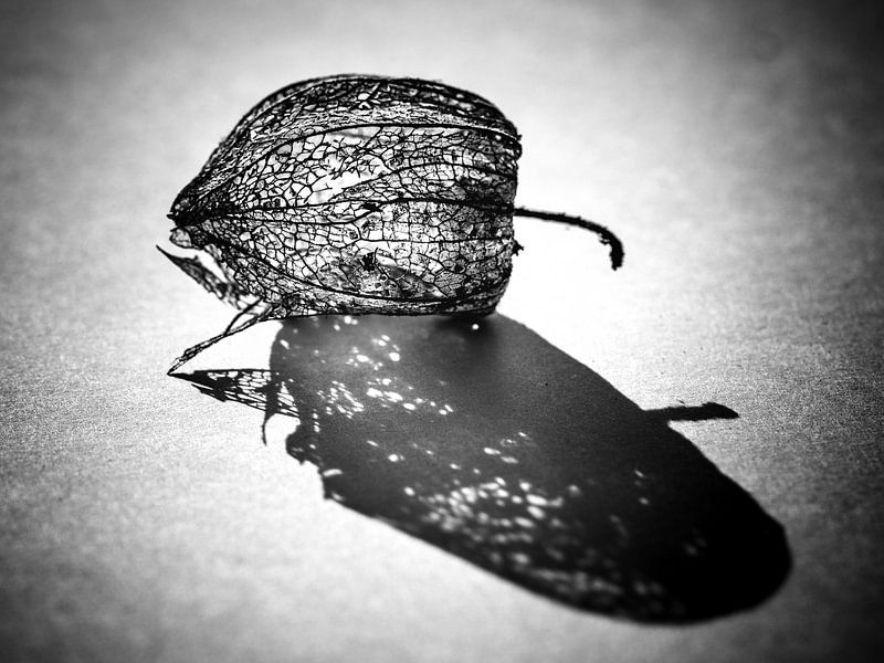 Black pearl by Alexander Dorn