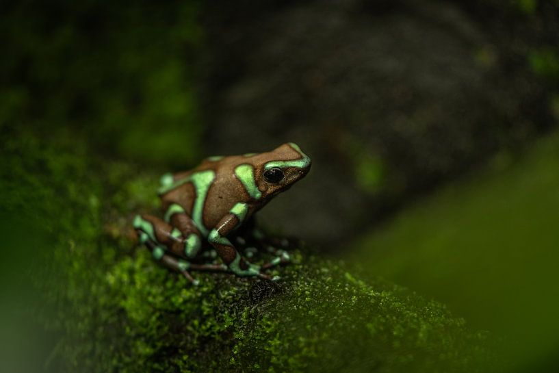 Groen met bruine pijlgifkikker von Desirée Couwenberg