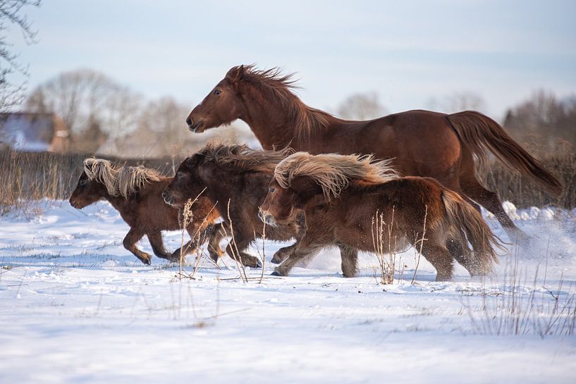 Winterwunderland von Amber Krijnen