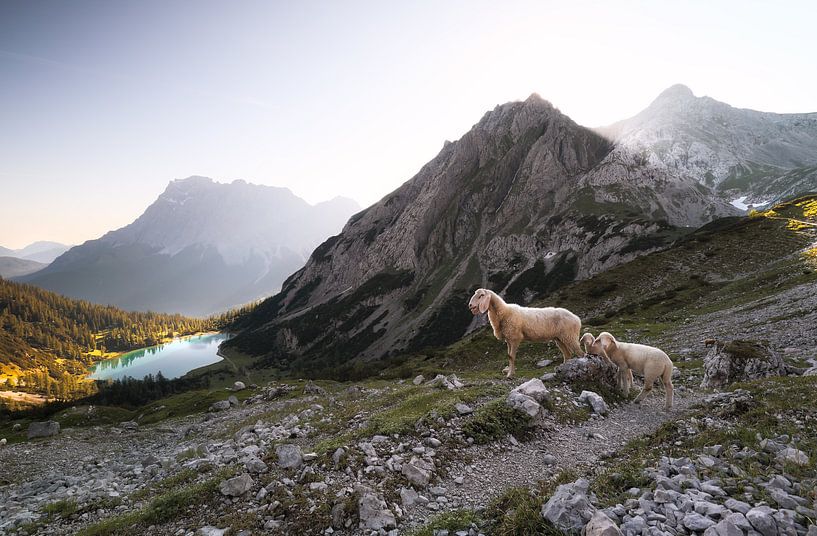 moutons avec agneaux en haute montagne au lac au lever du soleil par Olha Rohulya