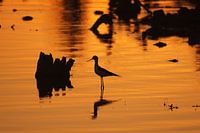 Coucher de soleil Afrique