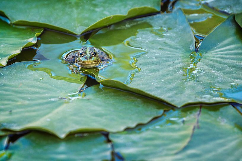 Green frog (Pelophylax) between water plants in a pond by Carola Schellekens