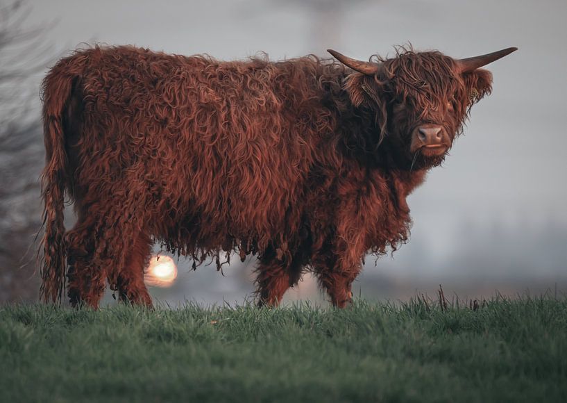 Highlander am Morgen von natascha verbij