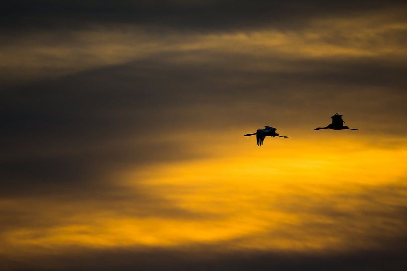 Grues à Diepholz par Danny Slijfer Natuurfotografie