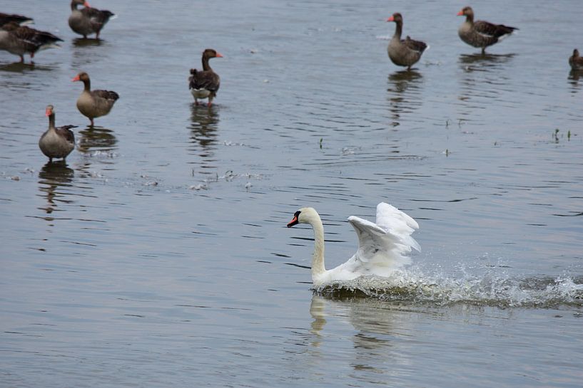 Un cygne en action par Gerard de Zwaan
