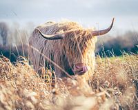 Schottischer Highlander - "Nase des Lachses"