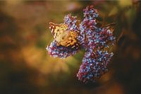 Flieder mit Schmetterling