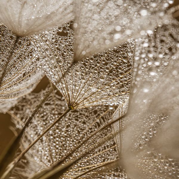 Ein Quadrat mit den warmen Brauntönen einer Tragopogon von Marjolijn van den Berg