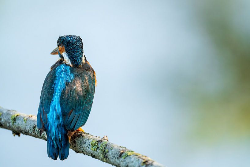 Eisvogel auf Ast von Gianni Argese