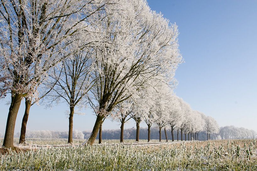 winter row of trees 1 Sint-Michielsgestel by Arnoud Kunst