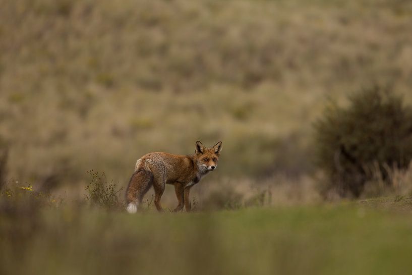 Sur la route par Duco Luijt