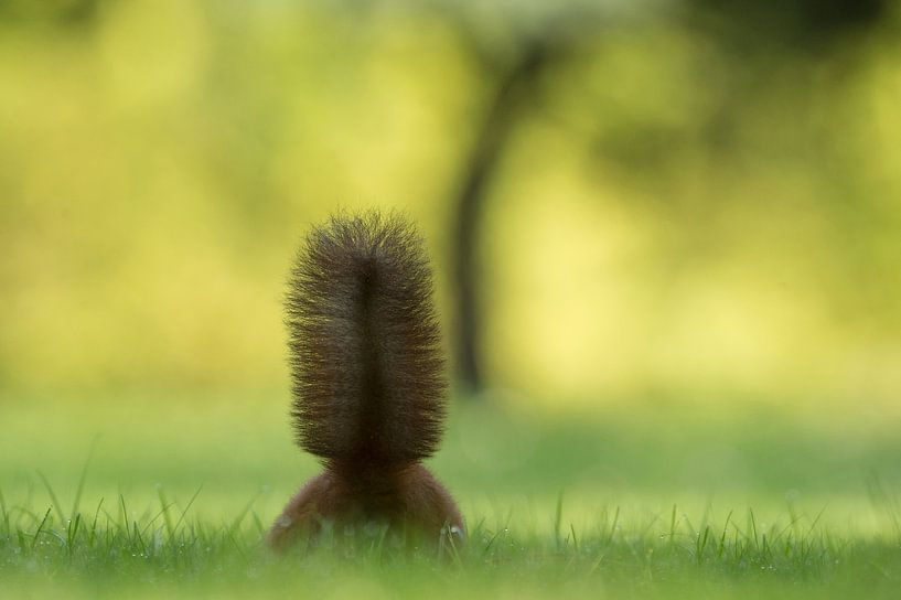 Eichhoernchen  von Vienna Wildlife
