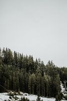 Kiefern in einer verschneiten Landschaft | Farbenfrohe Reisefotografie |