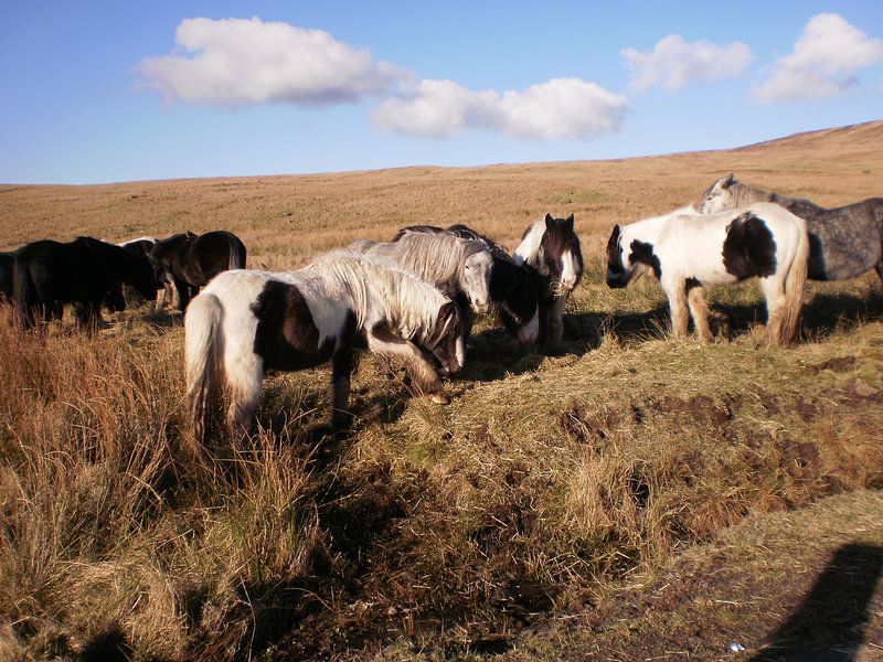 Wilde Pferde von Simone van der Heide