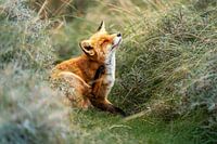 Kratzen durch die Stille